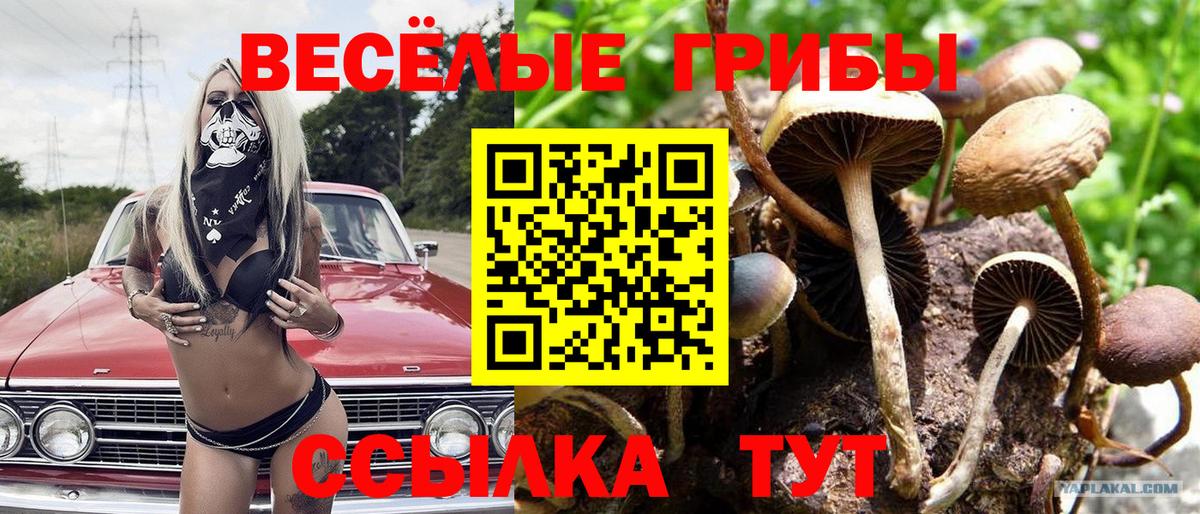 Галлюциногенные грибы Psilocybe  Галлюциногенные грибы GOLDEN TEACHER  Подольск  Вход с VPN 
